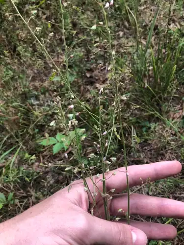 Foto dokumenter Desmodium obtusum