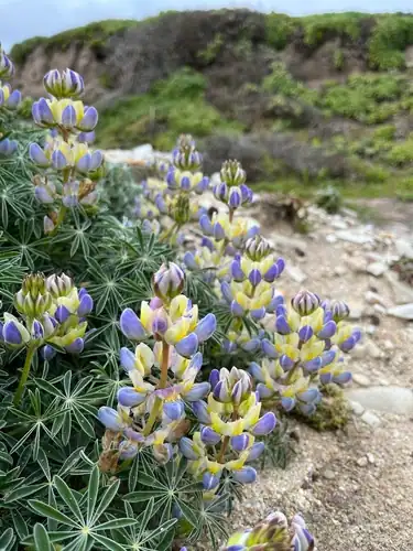 Foto dokumenter Lupinus variicolor