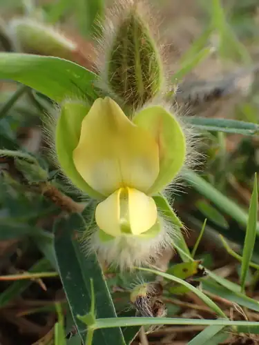Foto dokumenter Crotalaria calycina