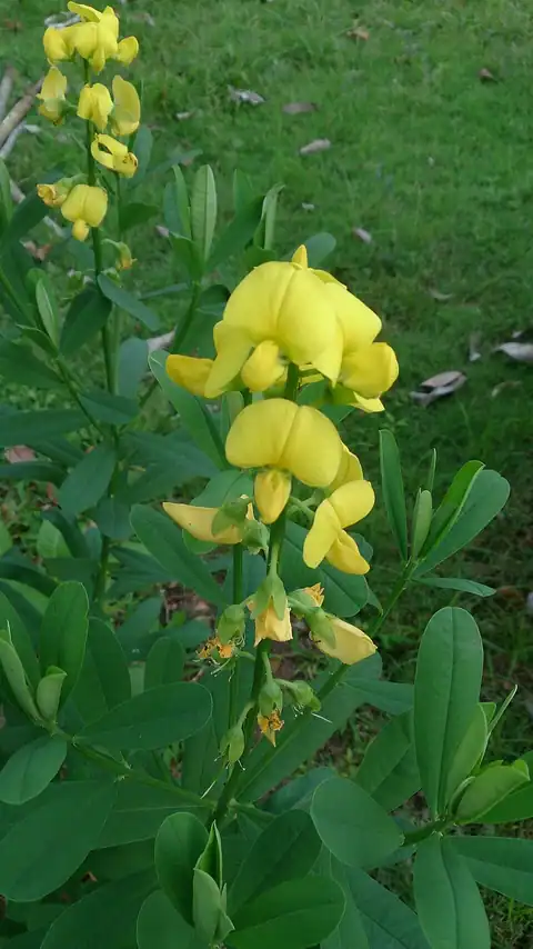 Foto dokumenter Crotalaria retusa
