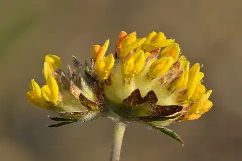 Foto dokumenter Anthyllis vulneraria