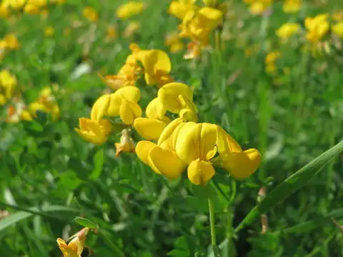 Foto dokumenter Lotus corniculatus