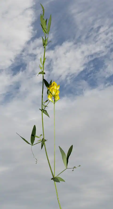 Foto dokumenter Lathyrus pratensis