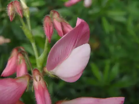 Foto dokumenter Ononis fruticosa