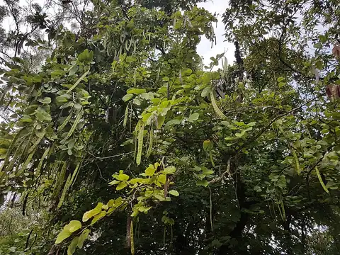 Foto dokumenter Bauhinia purpurea