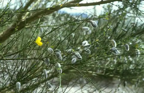 Foto dokumenter Cytisus striatus
