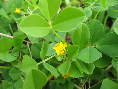 Foto dokumenter Medicago polymorpha