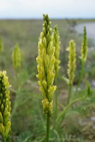 Foto dokumenter Astragalus asper