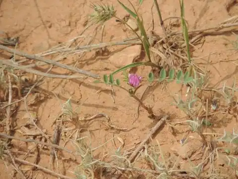 Foto dokumenter Astragalus oxyglottis