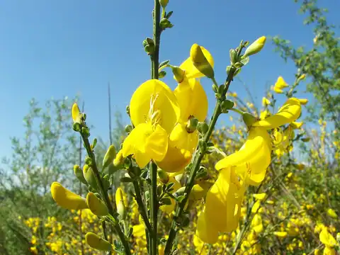 Foto dokumenter Cytisus scoparius
