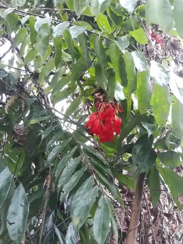 Foto dokumenter Brownea grandiceps