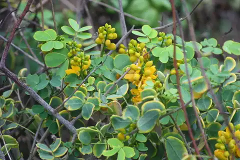 Foto dokumenter Senna bicapsularis