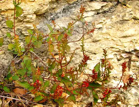 Foto dokumenter Acalypha phleoides