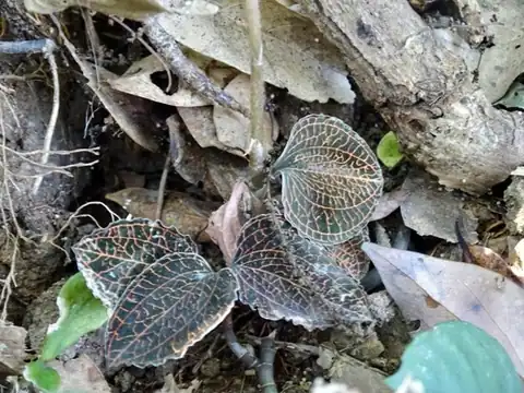 Foto dokumenter Anoectochilus roxburghii