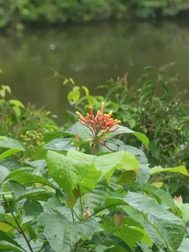 Foto dokumenter Isertia coccinea