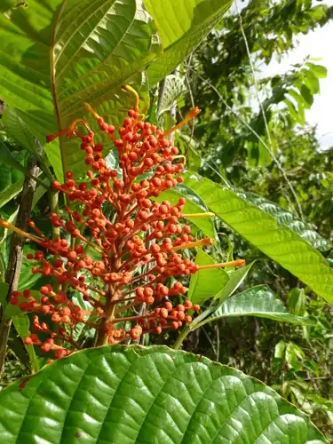 Foto dokumenter Isertia haenkeana