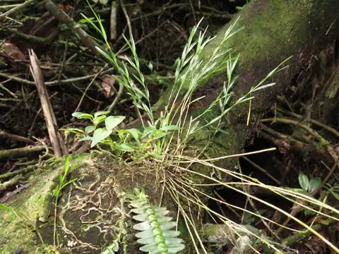 Foto dokumenter Isochilus linearis