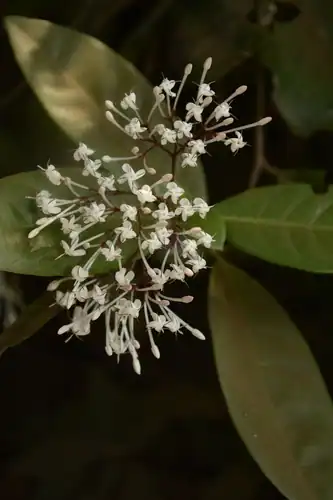 Foto dokumenter Ixora nigricans