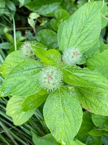 Foto dokumenter Acalypha poiretii