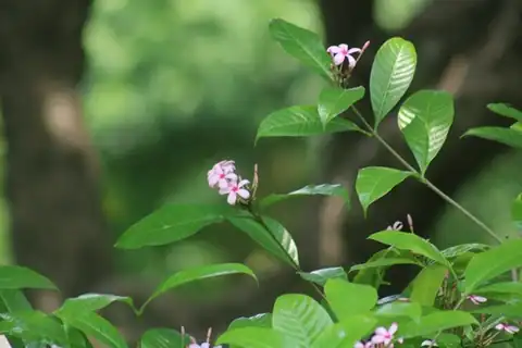 Foto dokumenter Kopsia fruticosa