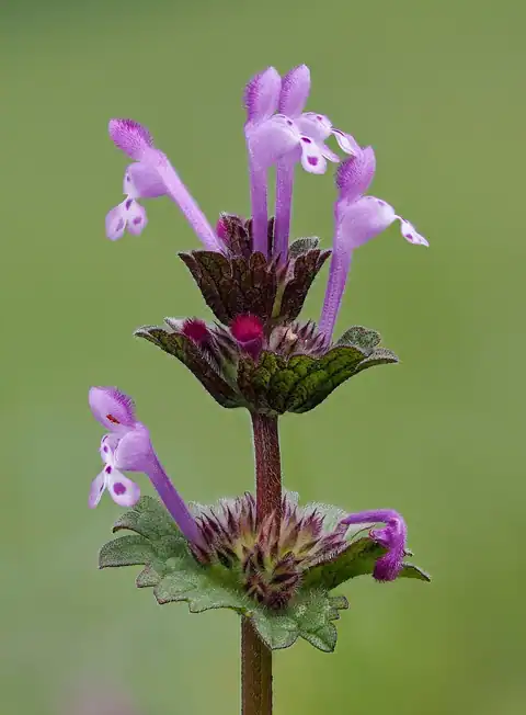 Foto dokumenter Lamium amplexicaule