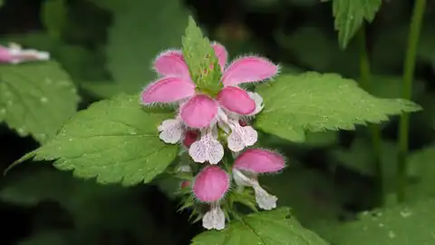 Foto dokumenter Lamium flexuosum