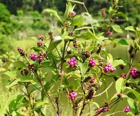 Foto dokumenter Lantana trifolia