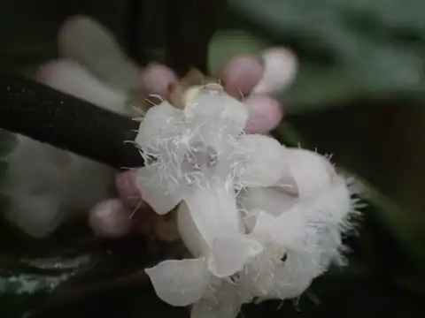 Foto dokumenter Lasianthus fordii