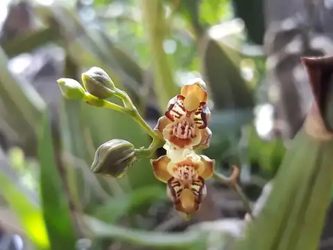 Foto dokumenter Leochilus carinatus