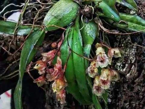 Foto dokumenter Leochilus oncidioides