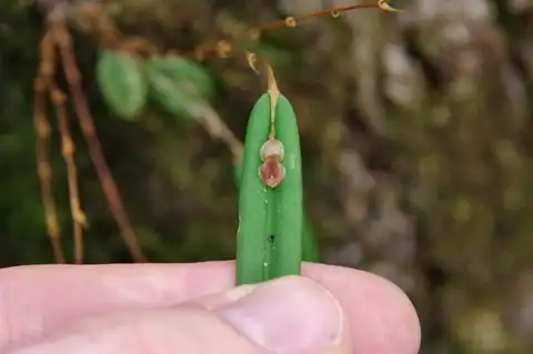 Foto dokumenter Lepanthes mucronata