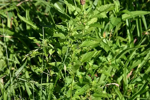 Foto dokumenter Acalypha rhomboidea