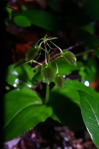 Foto dokumenter Liparis arnoglossophylla