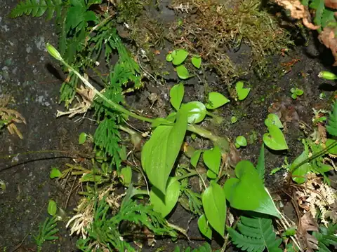 Foto dokumenter Liparis cordifolia