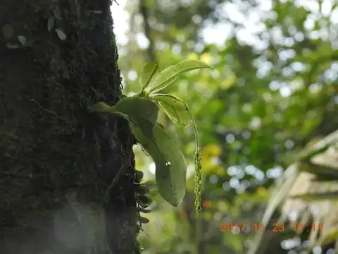 Foto dokumenter Liparis elliptica