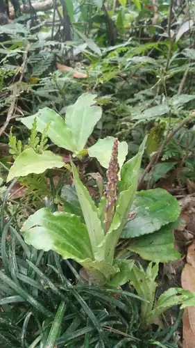 Foto dokumenter Liparis formosana