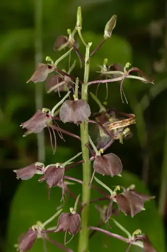 Foto dokumenter Liparis liliifolia