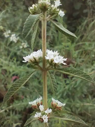 Foto dokumenter Lippia turbinata