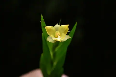 Foto dokumenter Lockhartia longifolia