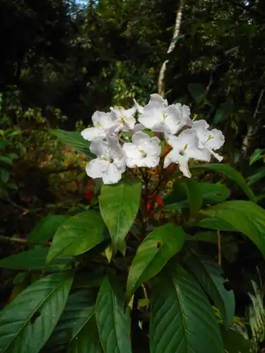 Foto dokumenter Luculia gratissima