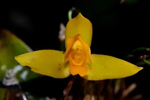 Foto dokumenter Lycaste aromatica