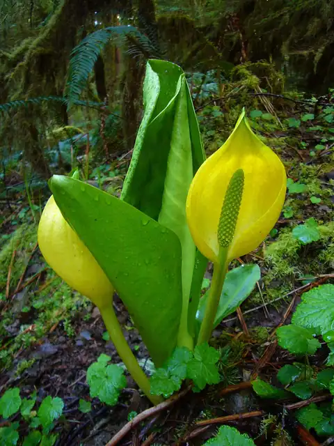 Foto dokumenter Lysichiton americanus