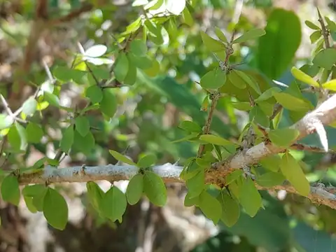 Foto dokumenter Machaonia portoricensis