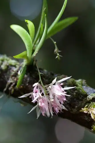 Foto dokumenter Macroclinium lineare