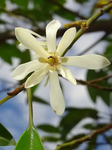 Foto dokumenter Magnolia compressa