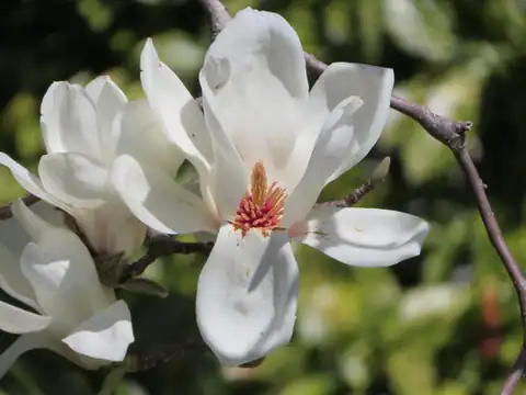 Foto dokumenter Magnolia denudata