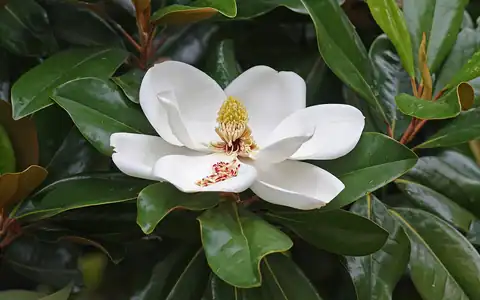 Foto dokumenter Magnolia grandiflora