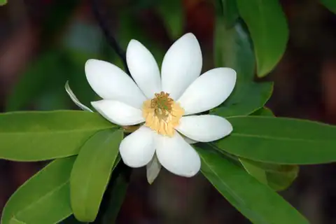 Foto dokumenter Magnolia virginiana