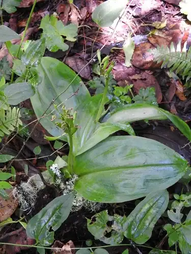 Foto dokumenter Malaxis lepidota