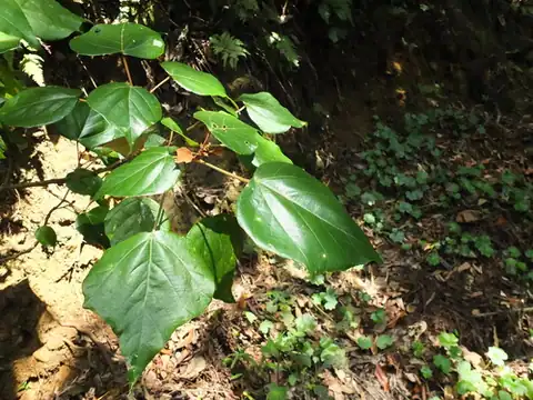 Foto dokumenter Mallotus tetracoccus